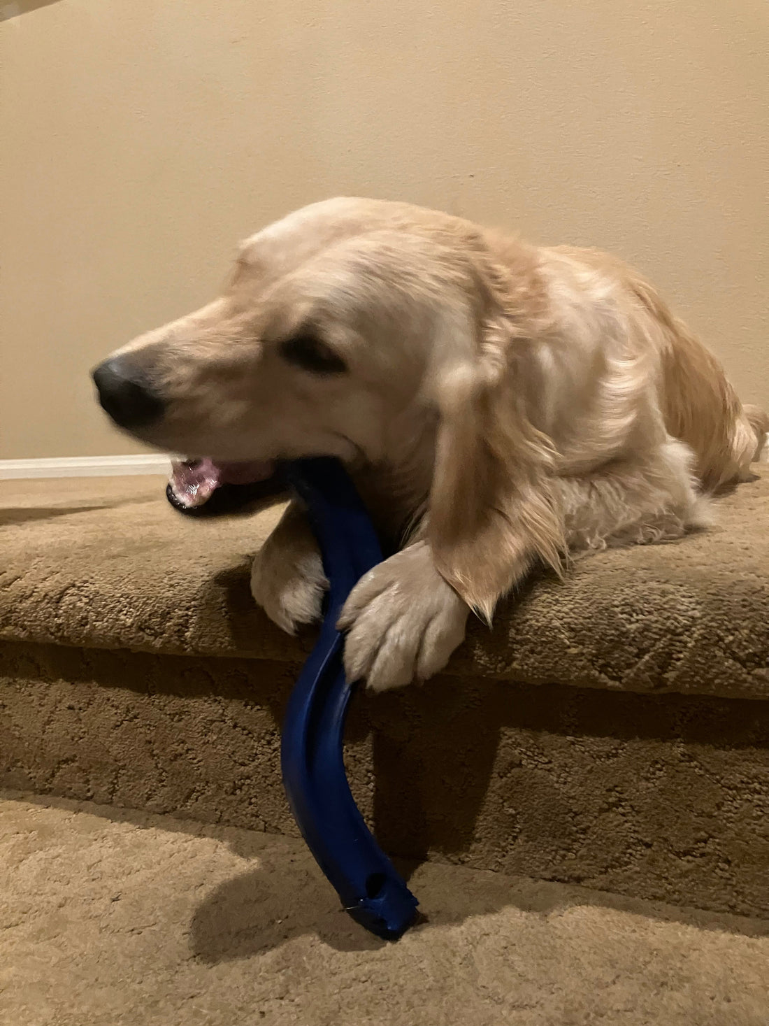 Flexi Fetch Dog Toys: Proudly Made in the USA