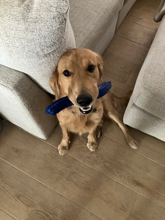 About Flexi Fetch