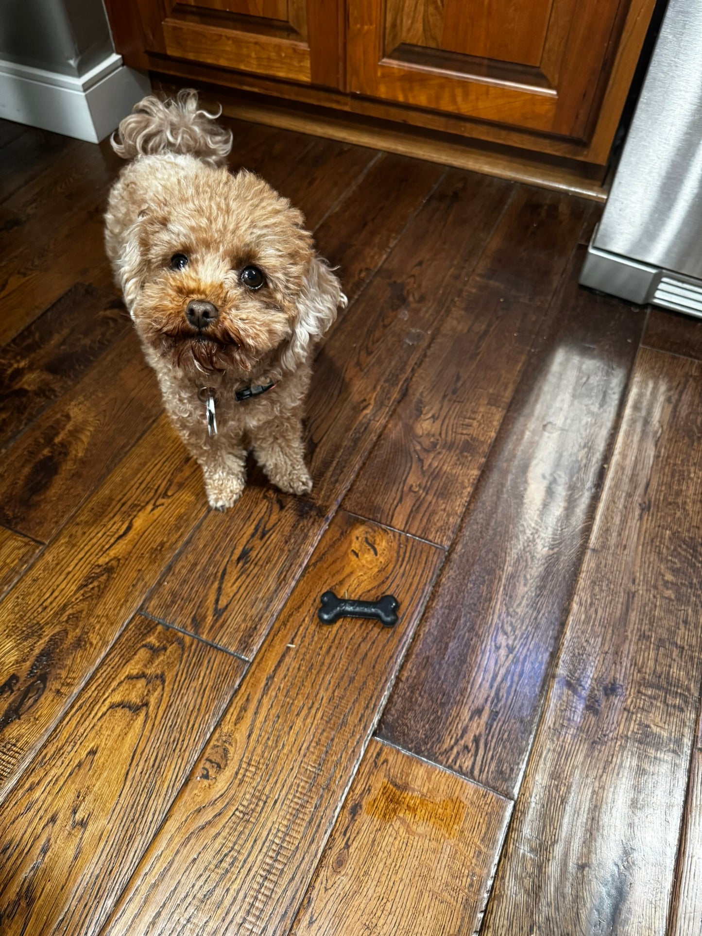 Small Bone Toy – The Eddi