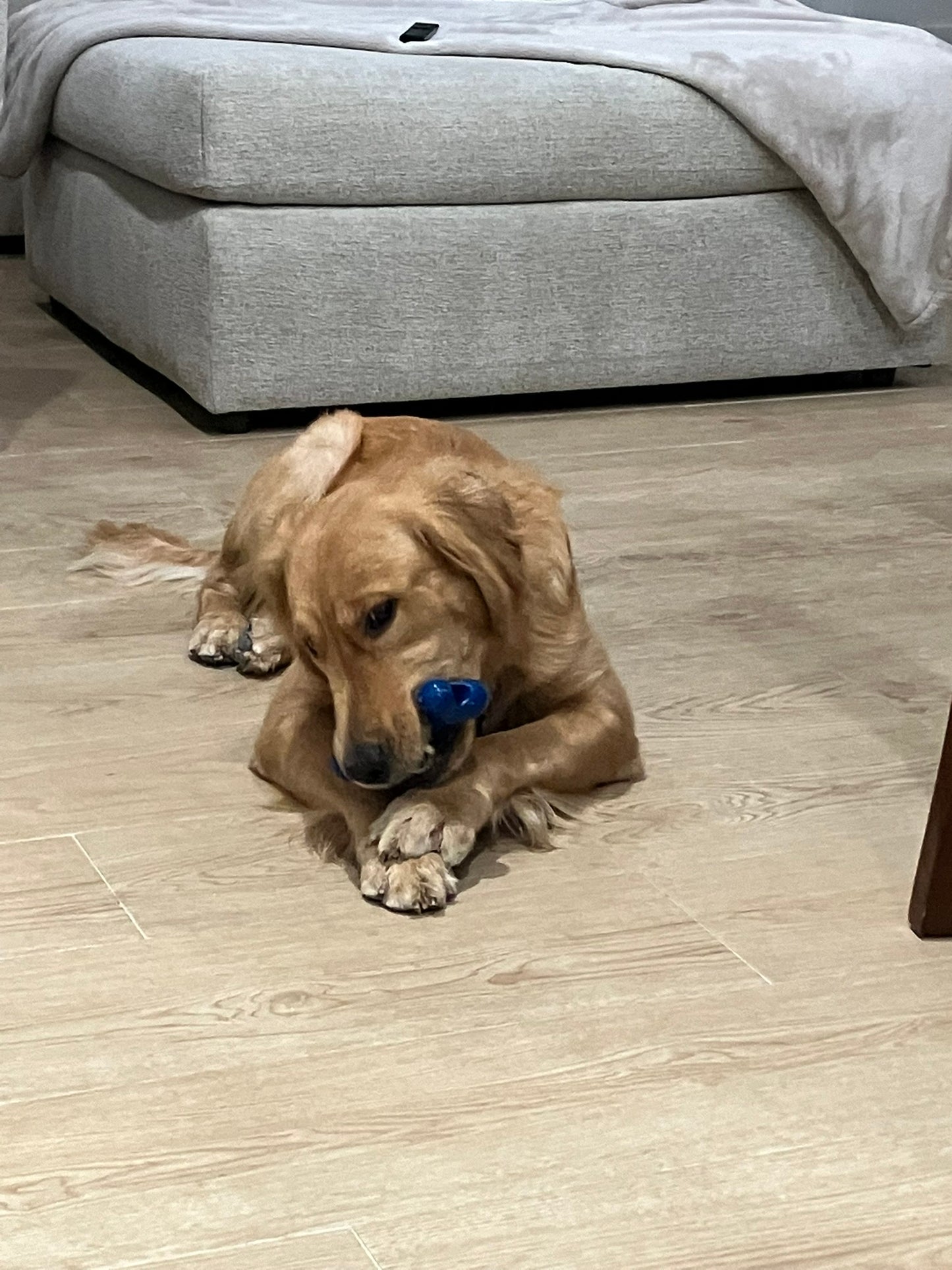 Original Bone Toy – The JD