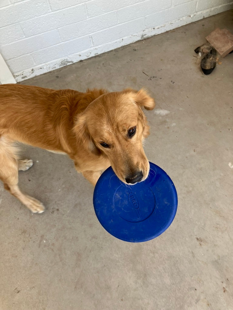 Frisbee Toy - The Stella