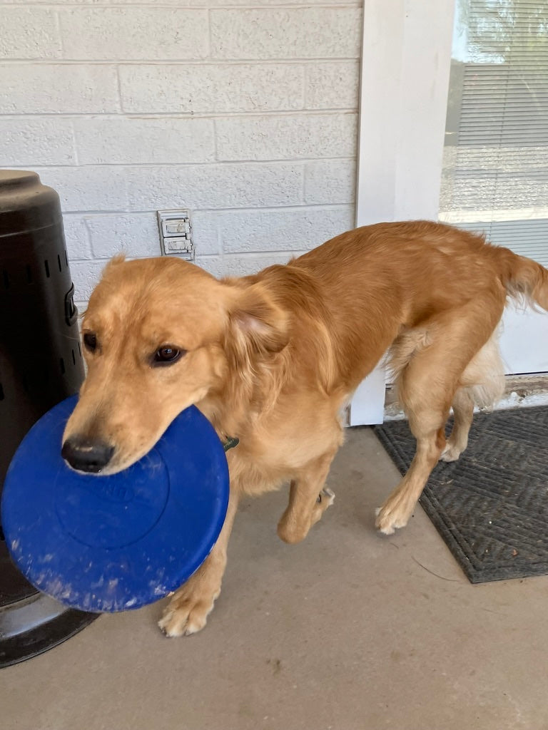 Frisbee Toy - The Stella