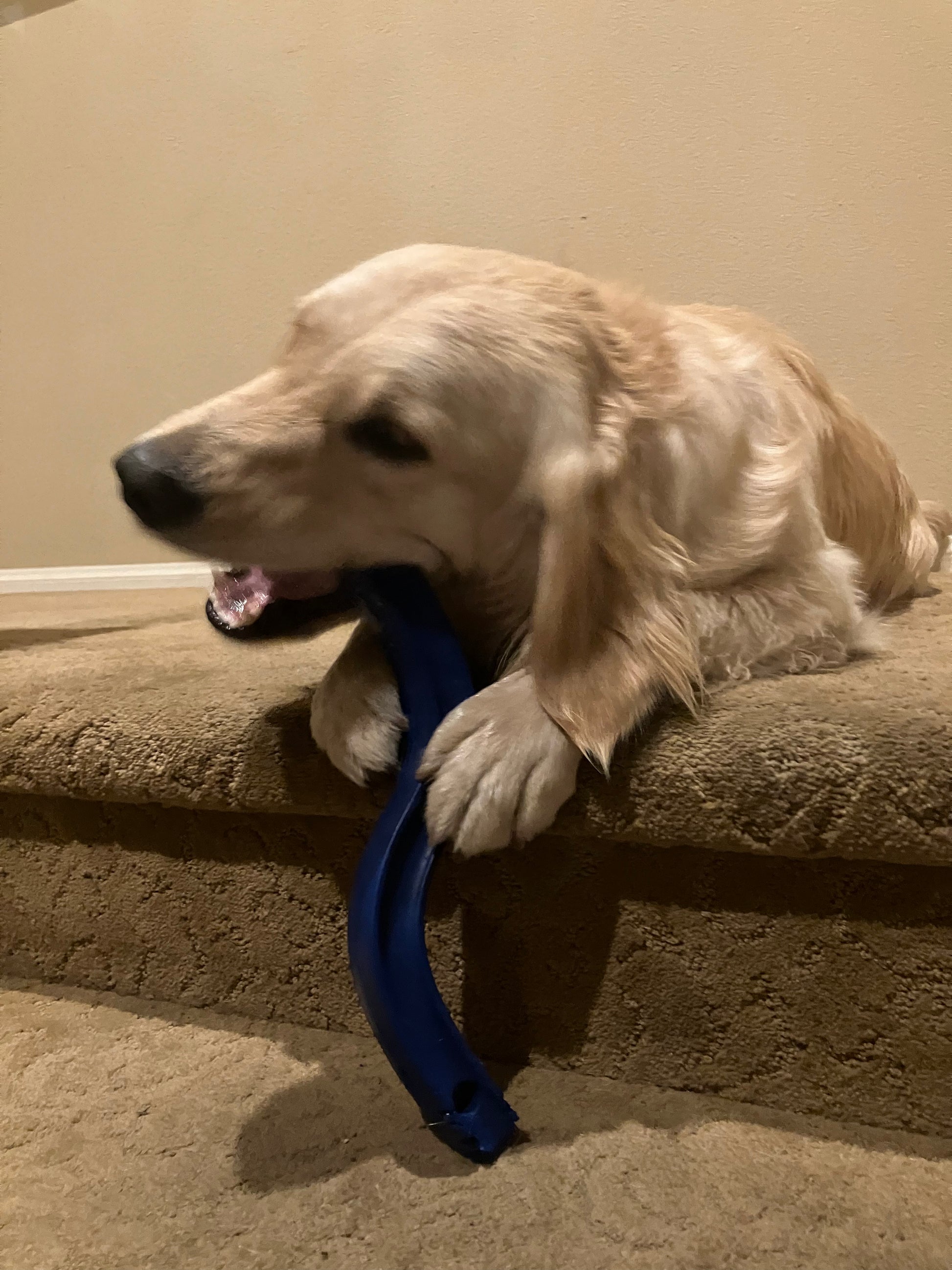 Dog chewing on The Big River – “S” Stick Toyon a carpeted staircase.